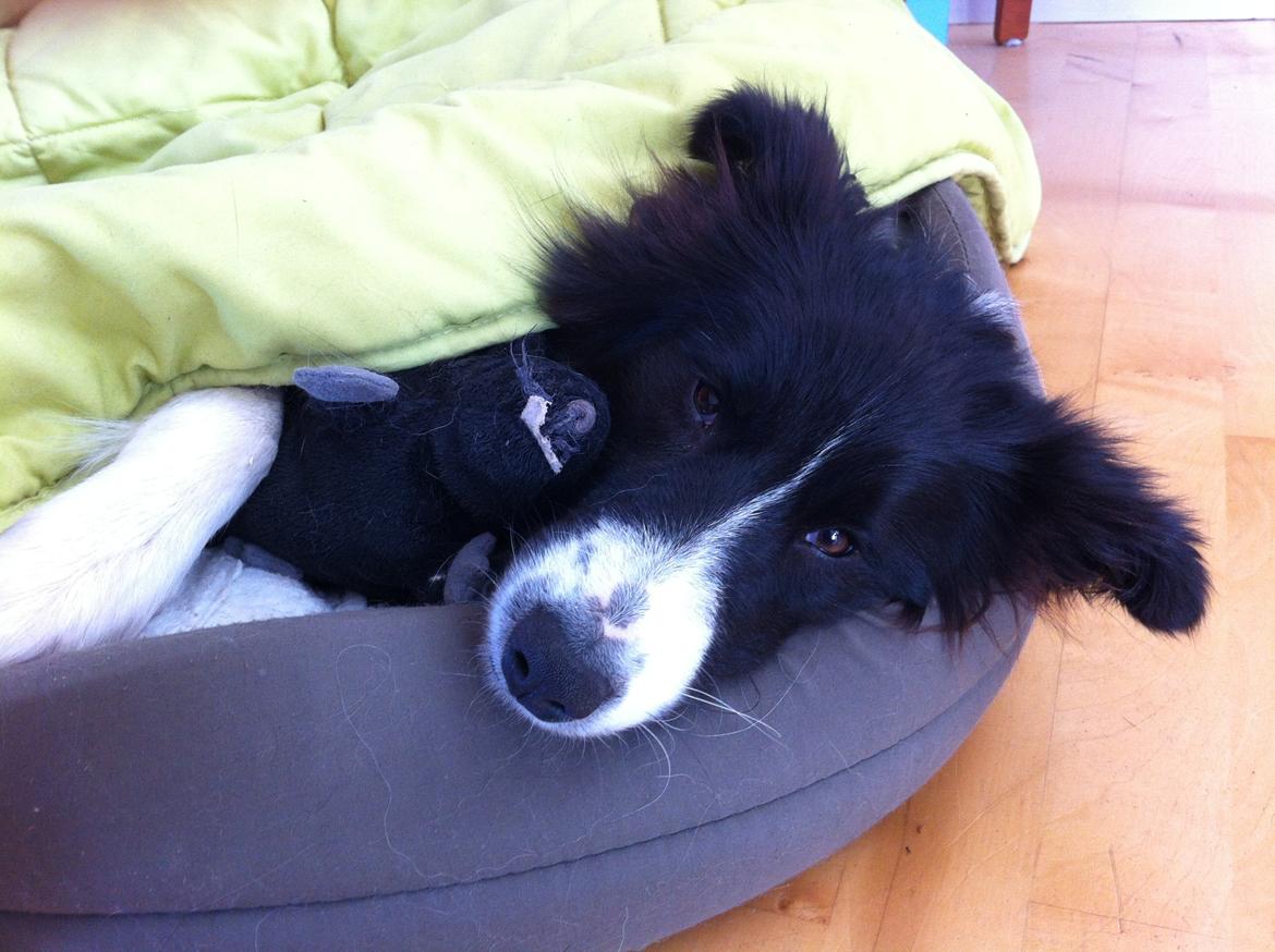 Blanding af racer Banda billede 9