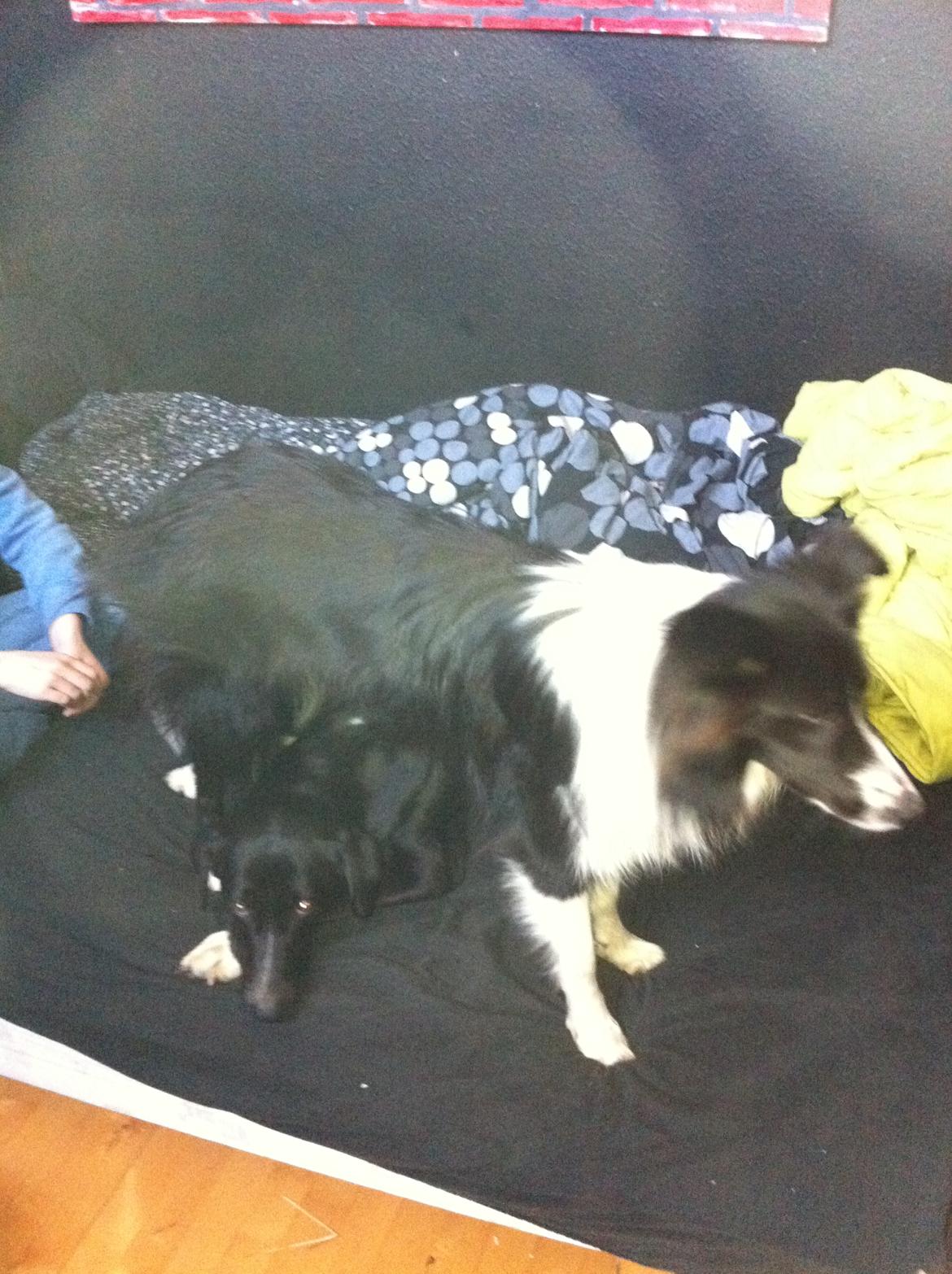 Blanding af racer Banda billede 10