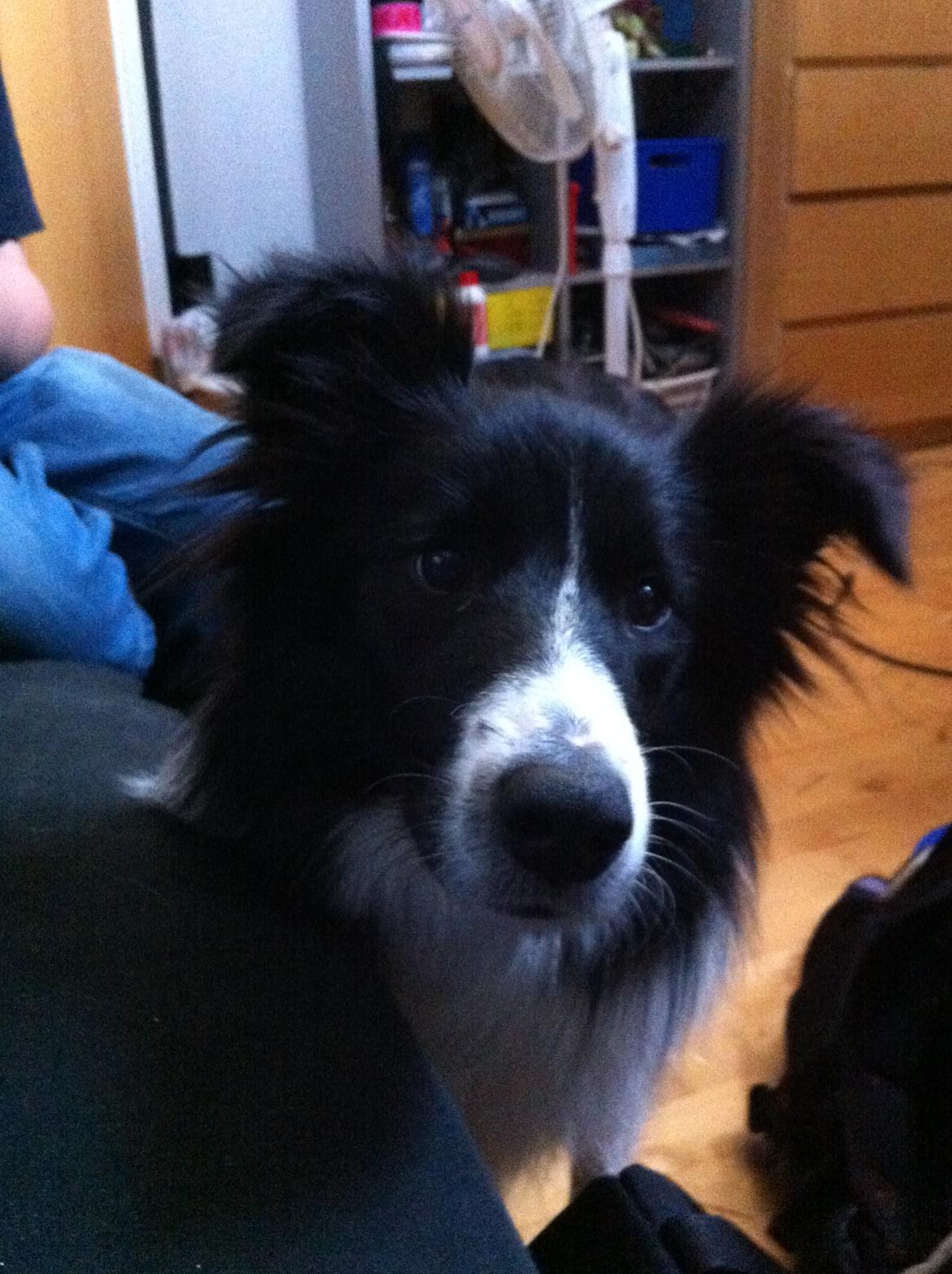 Blanding af racer Banda billede 13