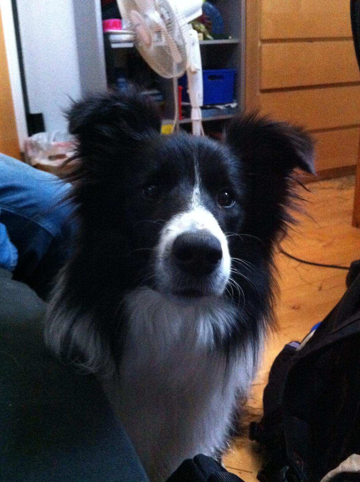 Blanding af racer Banda billede 14