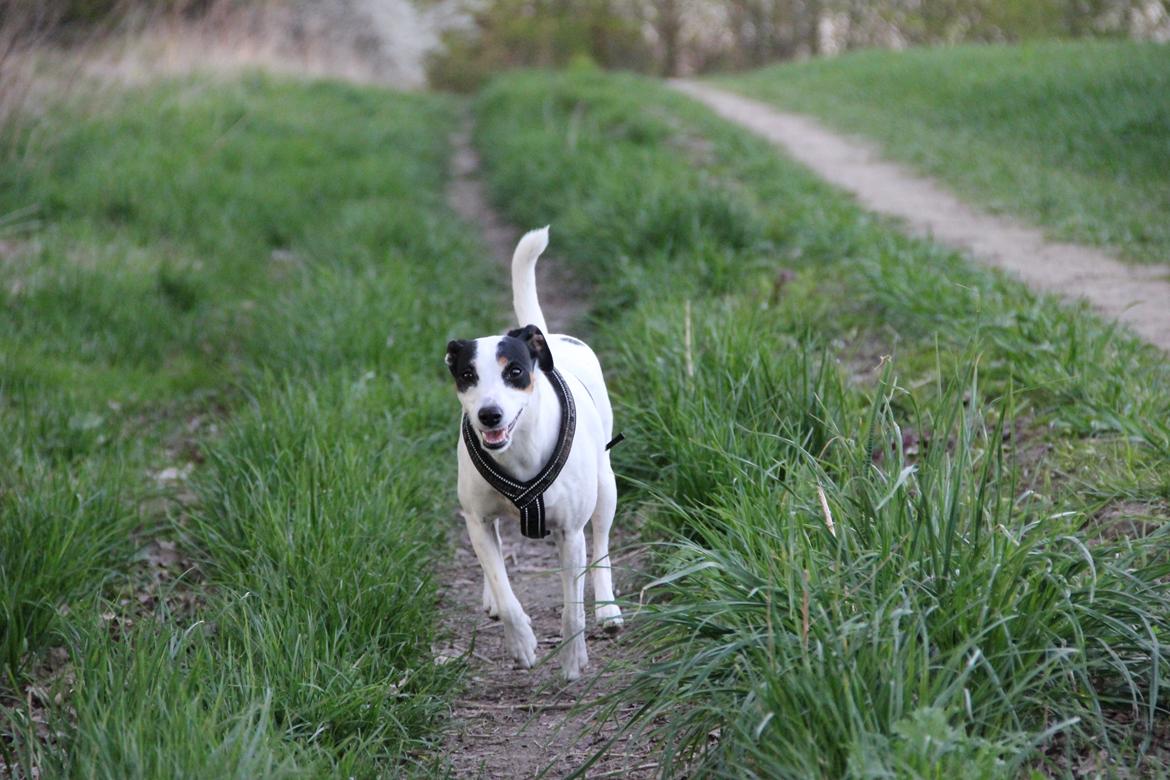 Dansk svensk gaardhund Frida billede 12