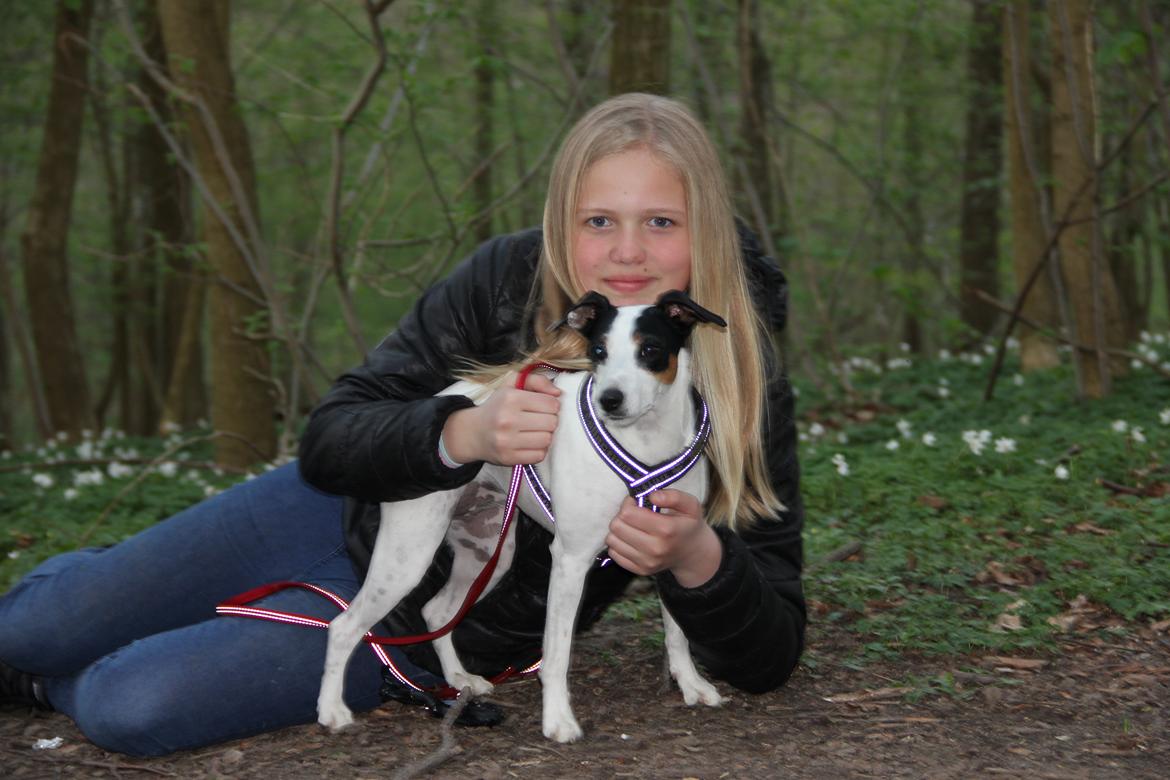 Dansk svensk gaardhund Frida billede 9