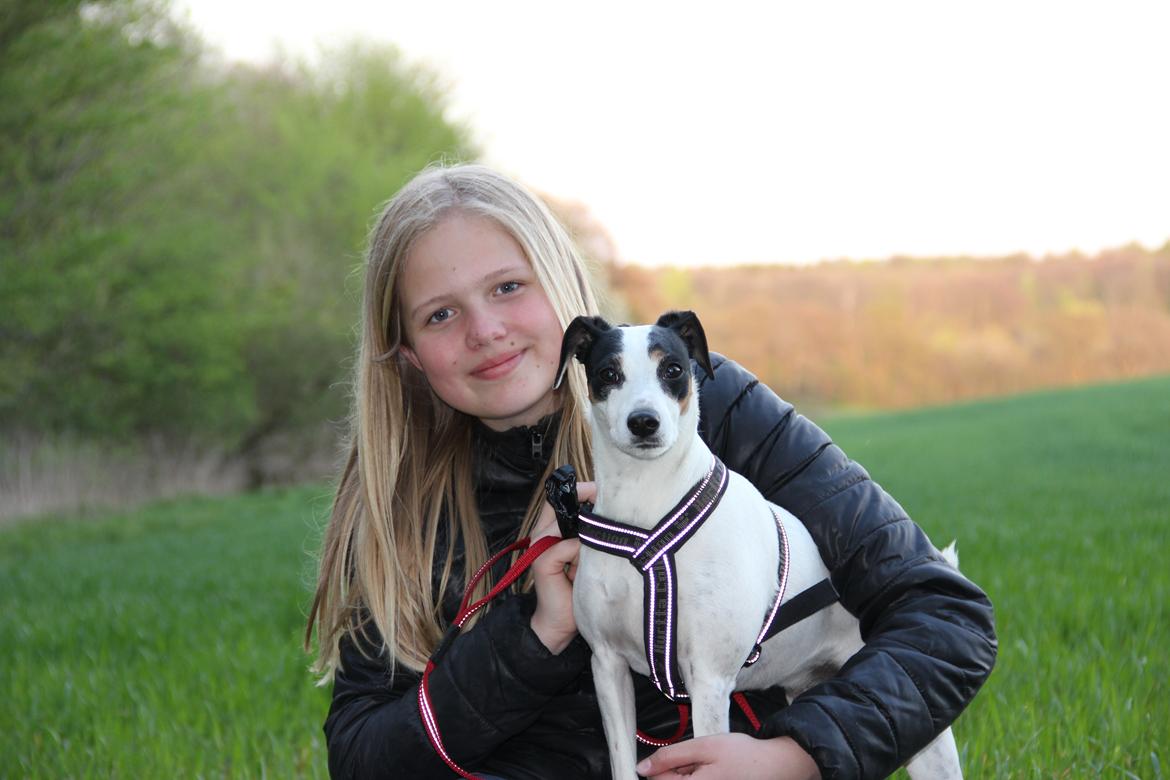 Dansk svensk gaardhund Frida billede 2