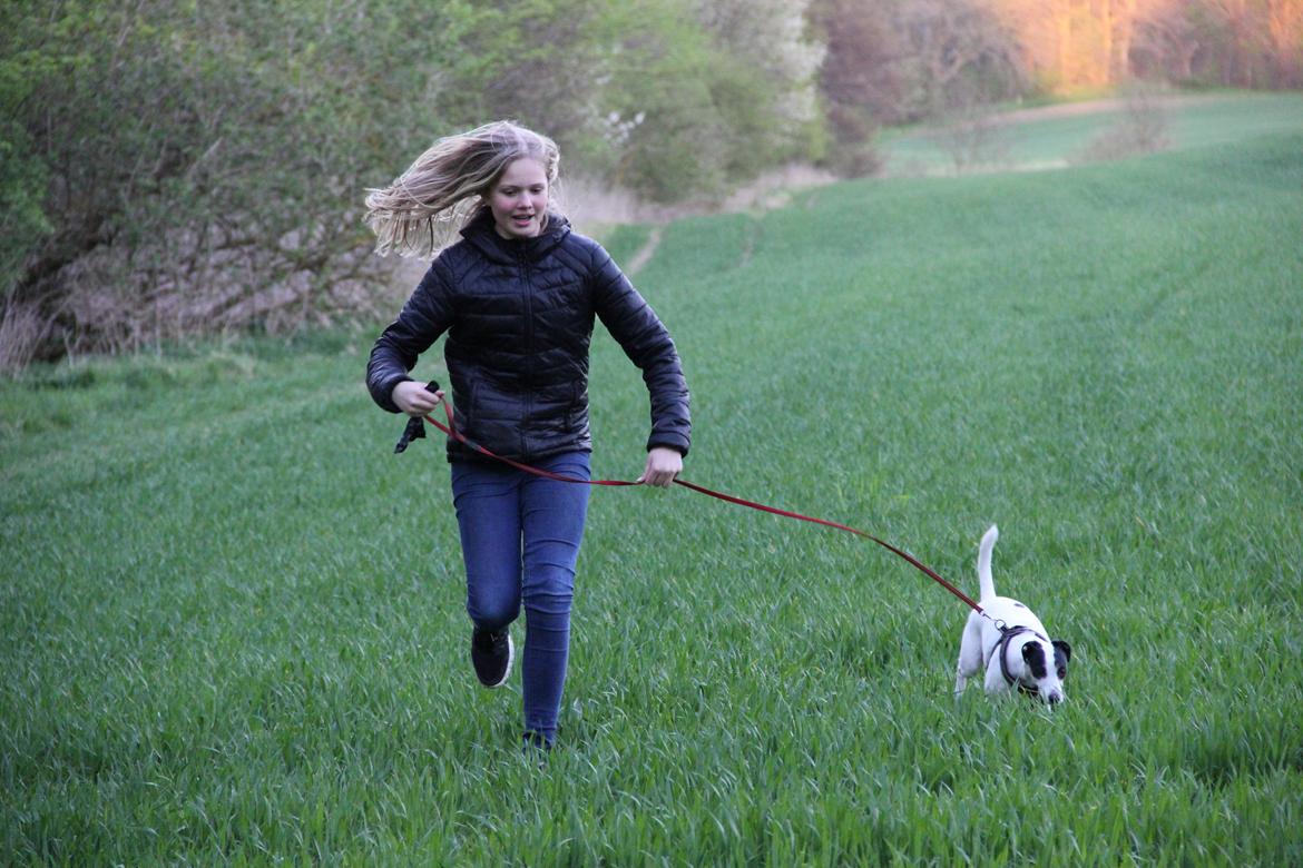 Dansk svensk gaardhund Frida billede 4