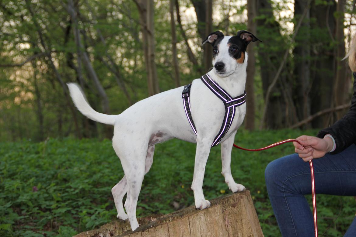 Dansk svensk gaardhund Frida billede 6