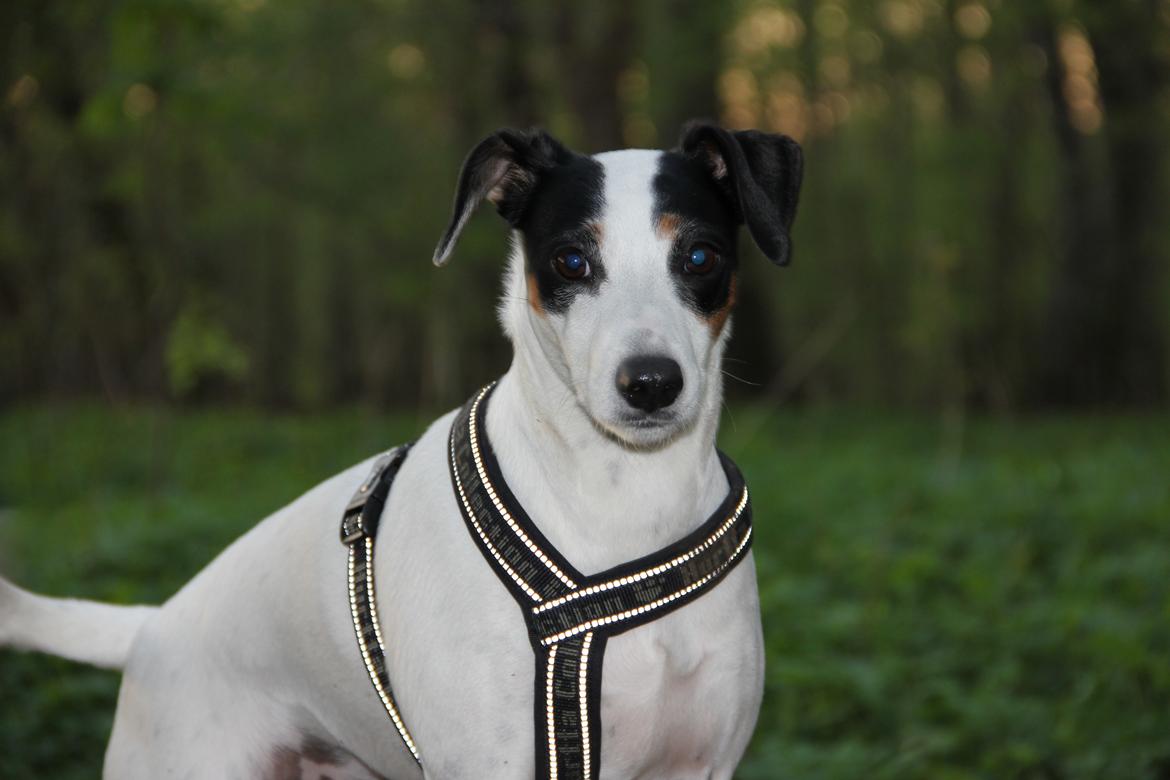 Dansk svensk gaardhund Frida billede 10