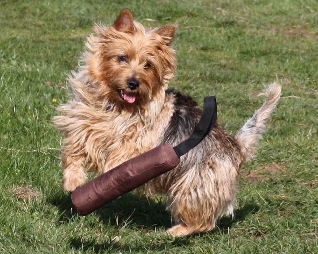 Australsk terrier Luka Min engel - Jeg ska få dig, ska jeg
April 2012 billede 10