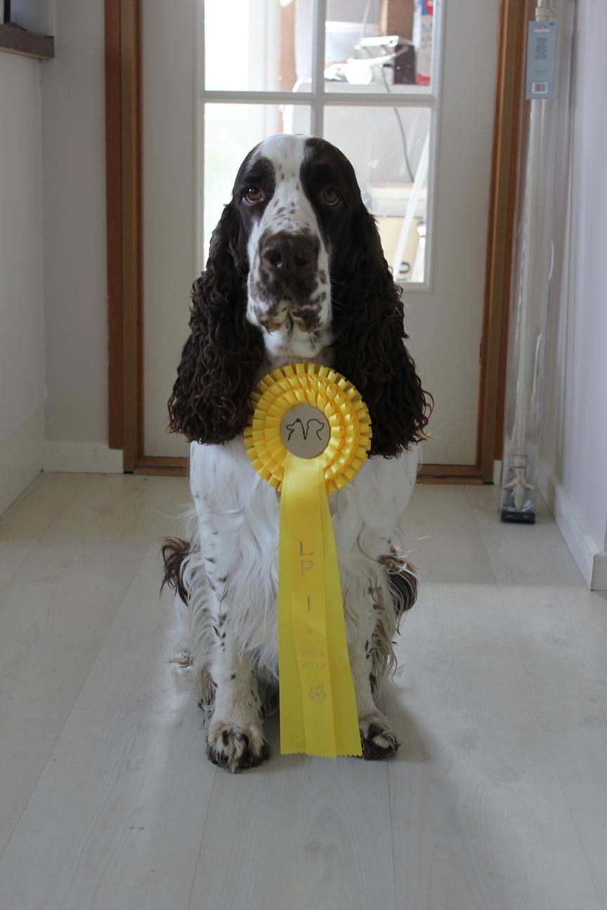Engelsk springer spaniel Harley billede 20