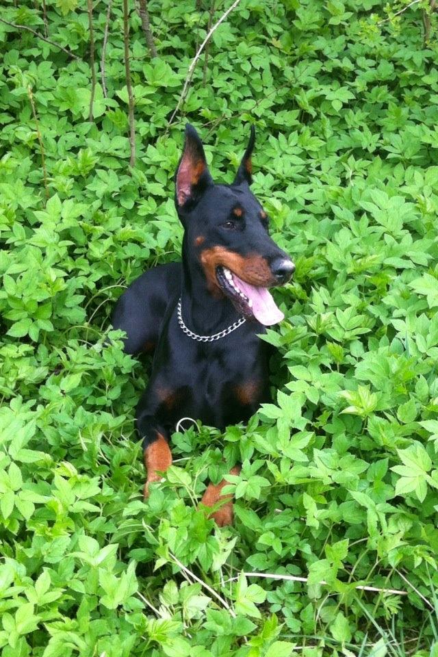 Dobermann Legrant Land Bohema Born billede 14