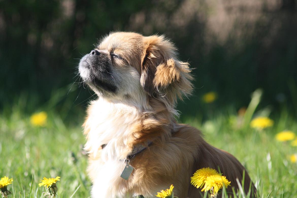 Tibetansk spaniel / Pekingeser - Kelly billede 4