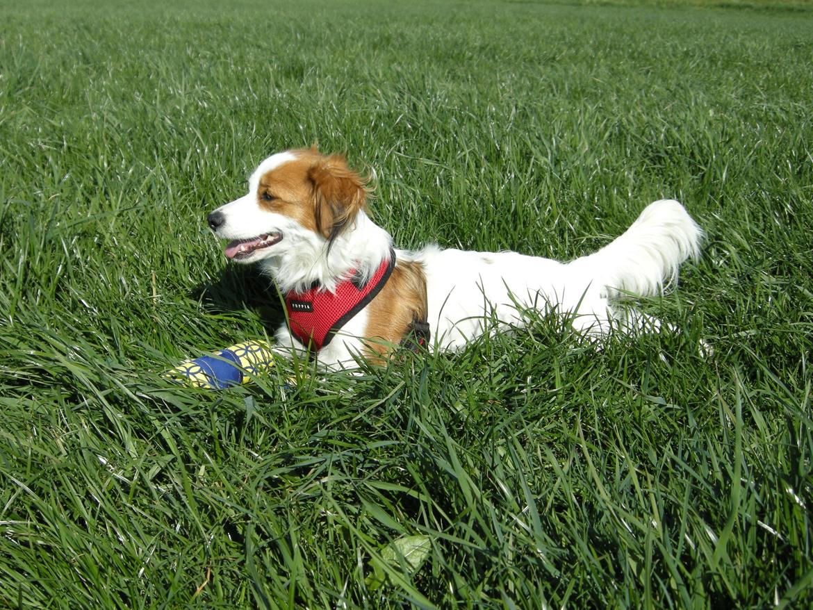 Kooikerhondje Henrikkes Klokkeblomst - Klokkeblomst 1/5-2012 billede 2