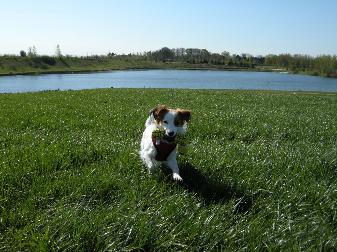 Kooikerhondje Henrikkes Klokkeblomst - Klokkeblomst elsker at hente legetøj billede 3