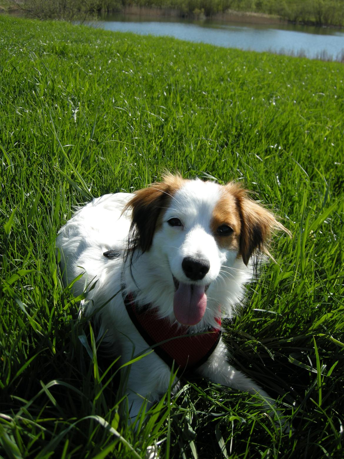 Kooikerhondje Henrikkes Klokkeblomst - Evig glade Klokkeblomst billede 4