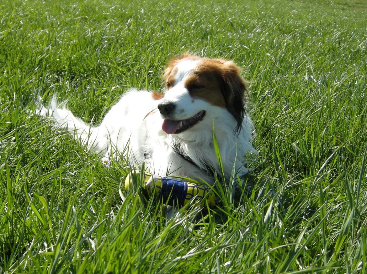 Kooikerhondje Kooijoy Garlic - Garlic 1/5-2012 billede 1