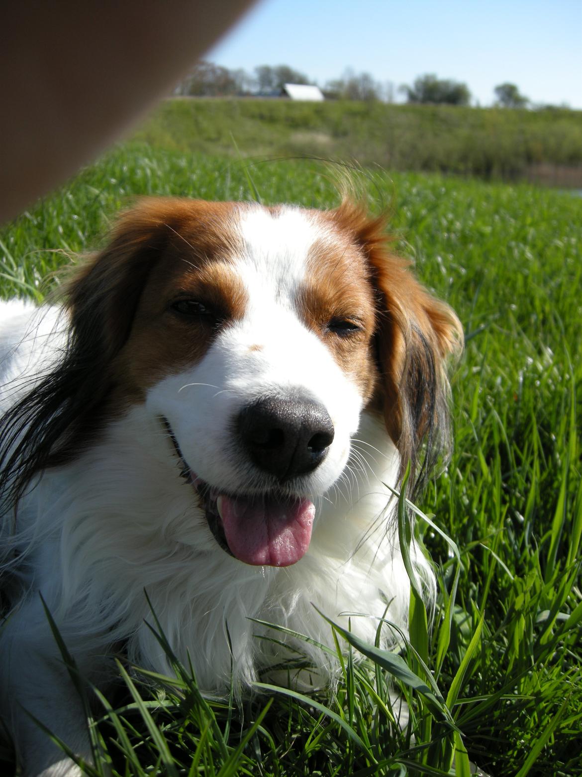 Kooikerhondje Kooijoy Garlic - 7 år er da ingen alder :-) billede 17