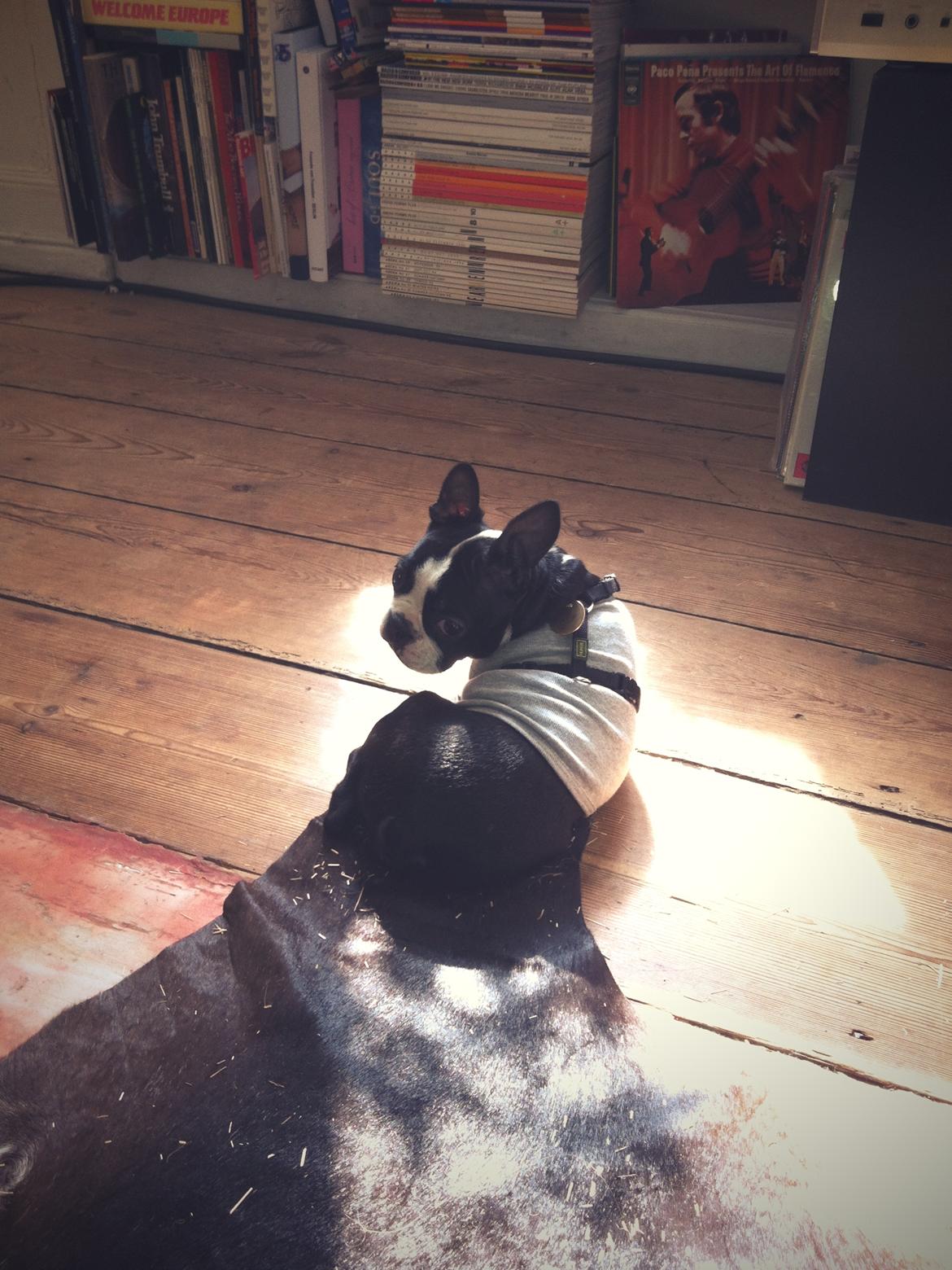 Boston terrier Donna - Day 97. Sun-Bathing. billede 17