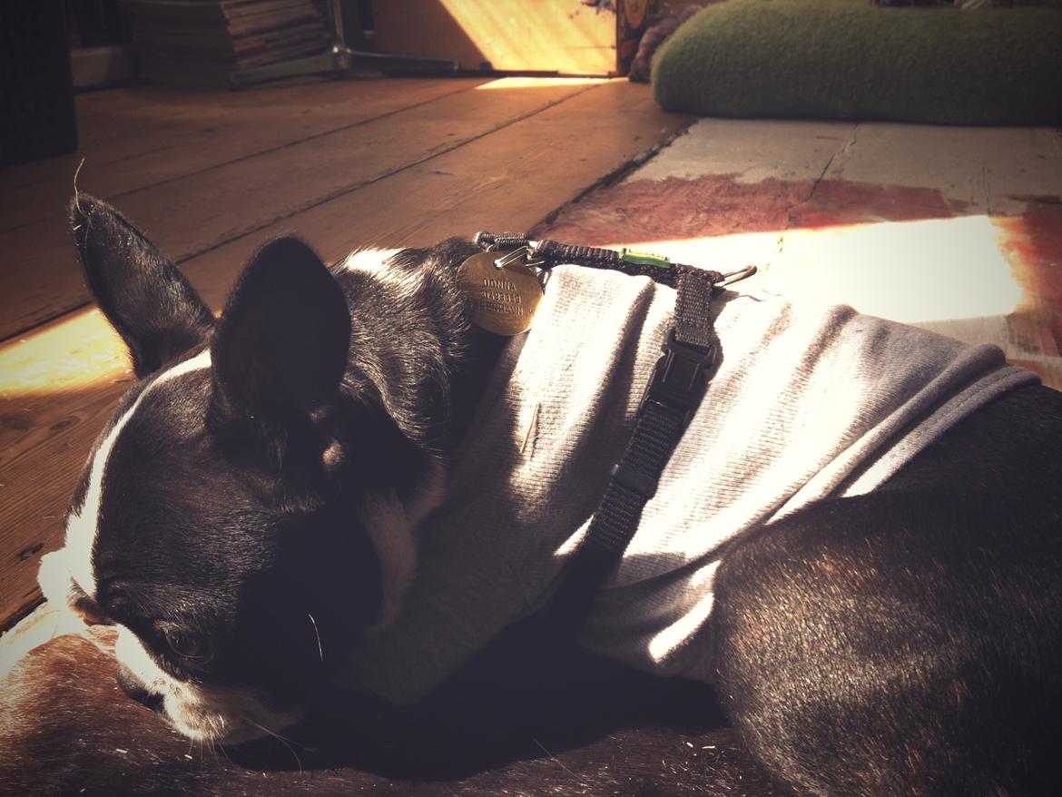 Boston terrier Donna - Day 97. Sun-Bathing. billede 16