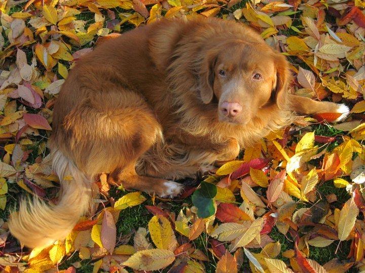 Nova scotia duck tolling retriever Timon billede 1