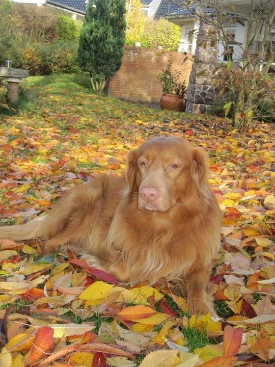 Nova scotia duck tolling retriever Timon billede 2