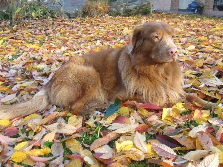 Nova scotia duck tolling retriever Timon billede 3