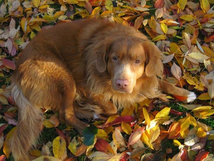 Nova scotia duck tolling retriever Timon billede 4