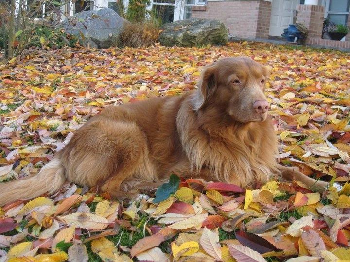 Nova scotia duck tolling retriever Timon billede 5