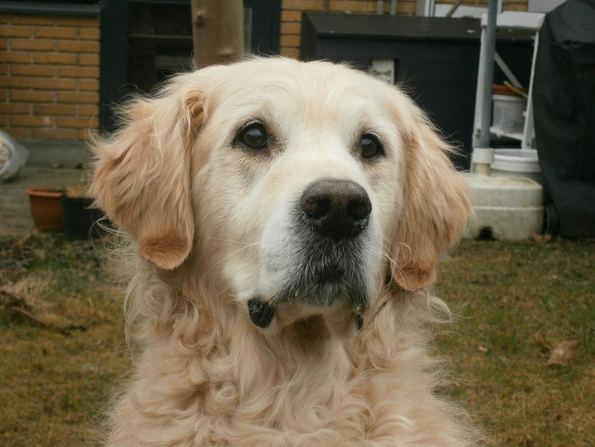 Golden retriever Woodsquares That's My Ludvig - Ludvig skal lige holde øje med godbidderne ;D billede 1