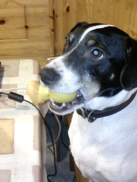 Blanding af racer Vappe - Elllsker min piver..  :-D billede 1