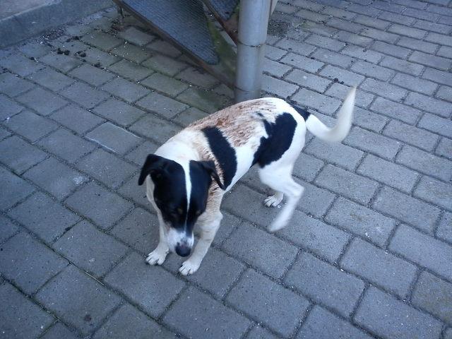 Blanding af racer Vappe - Ups var ikke ret popul&#230;r og skulle i bad :-/ billede 2