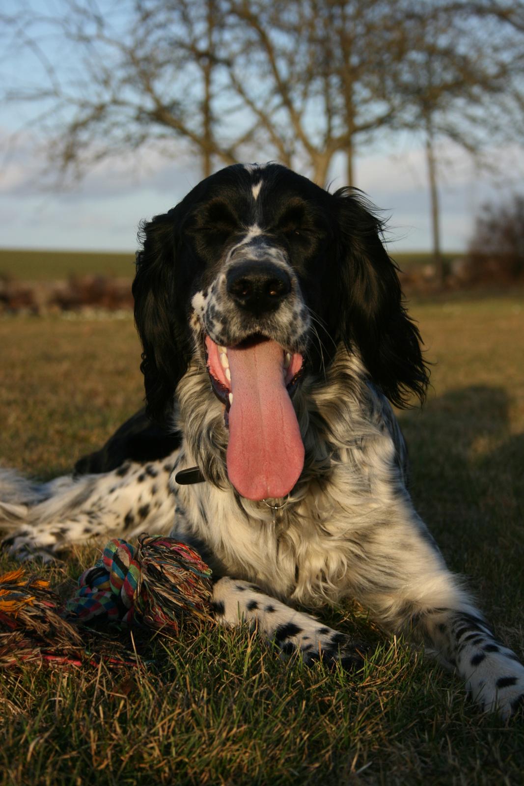 Engelsk setter Sascha billede 18