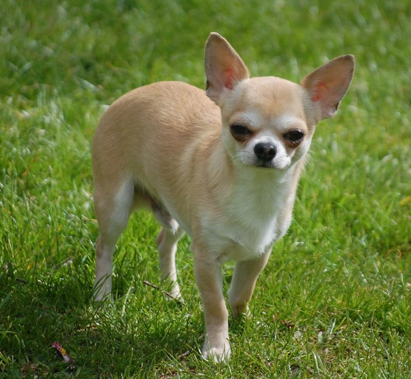 Chihuahua Lovely Fool´s Djego - Smukke Dego drengen 1 år gammel billede 1