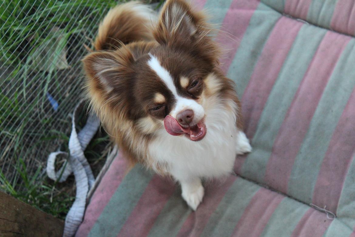 Chihuahua Molte billede 8