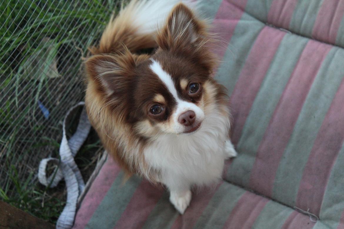 Chihuahua Molte billede 9