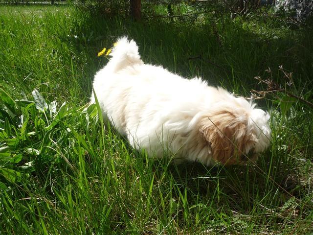 Shih tzu Setti billede 13