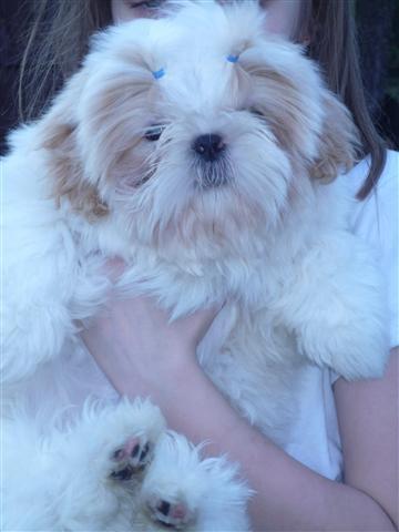 Shih tzu Setti billede 16