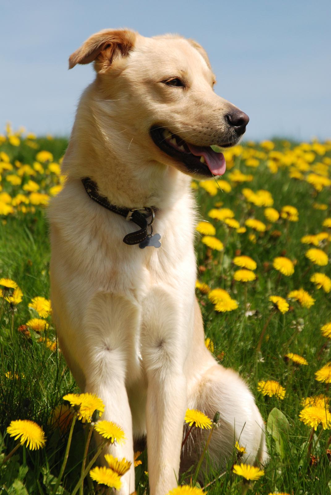 Blanding af racer Bertram - 1. maj 2012 :o) billede 5