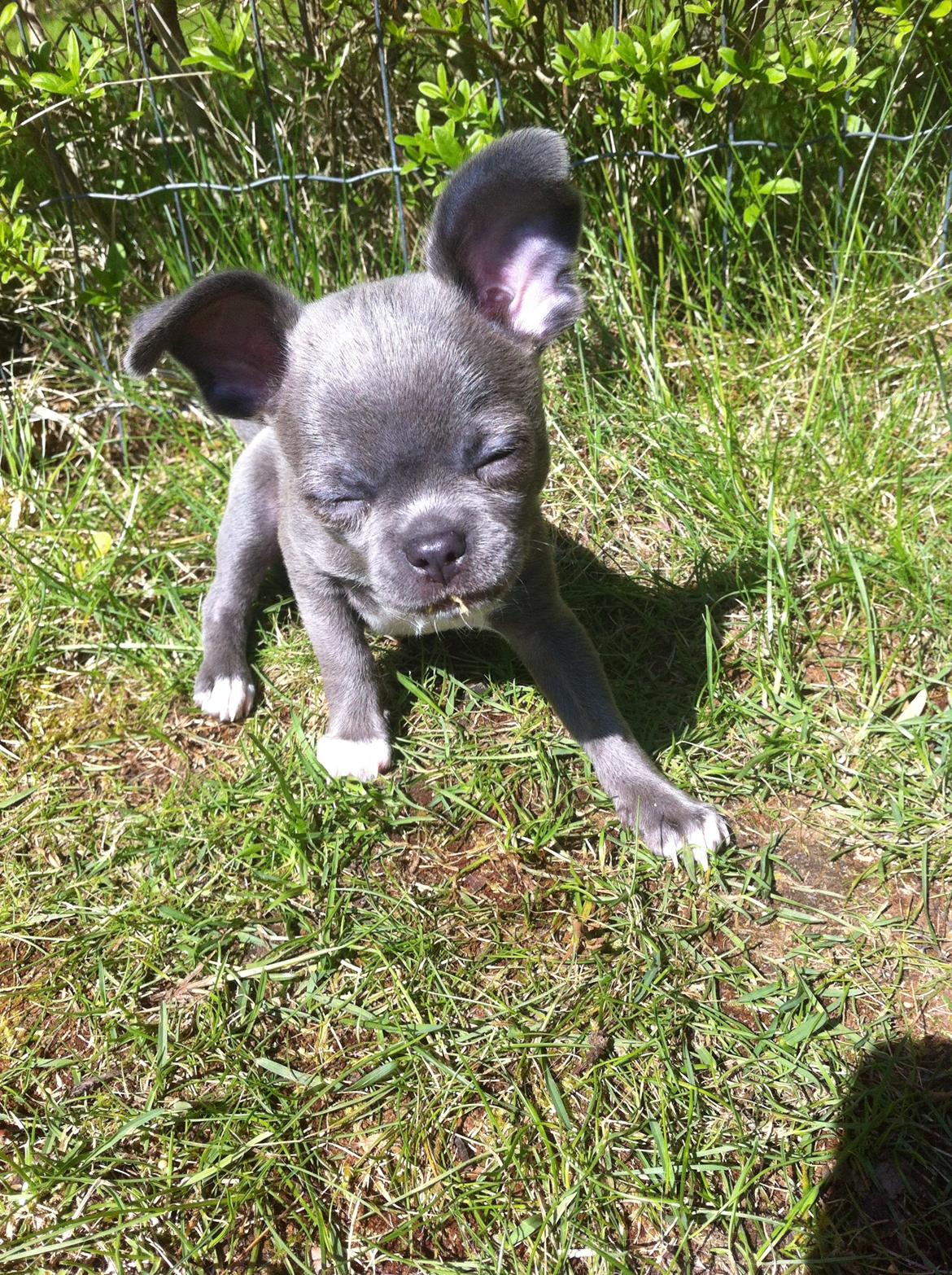 Blanding af racer STORM P - Got the moves like Jagger! billede 2