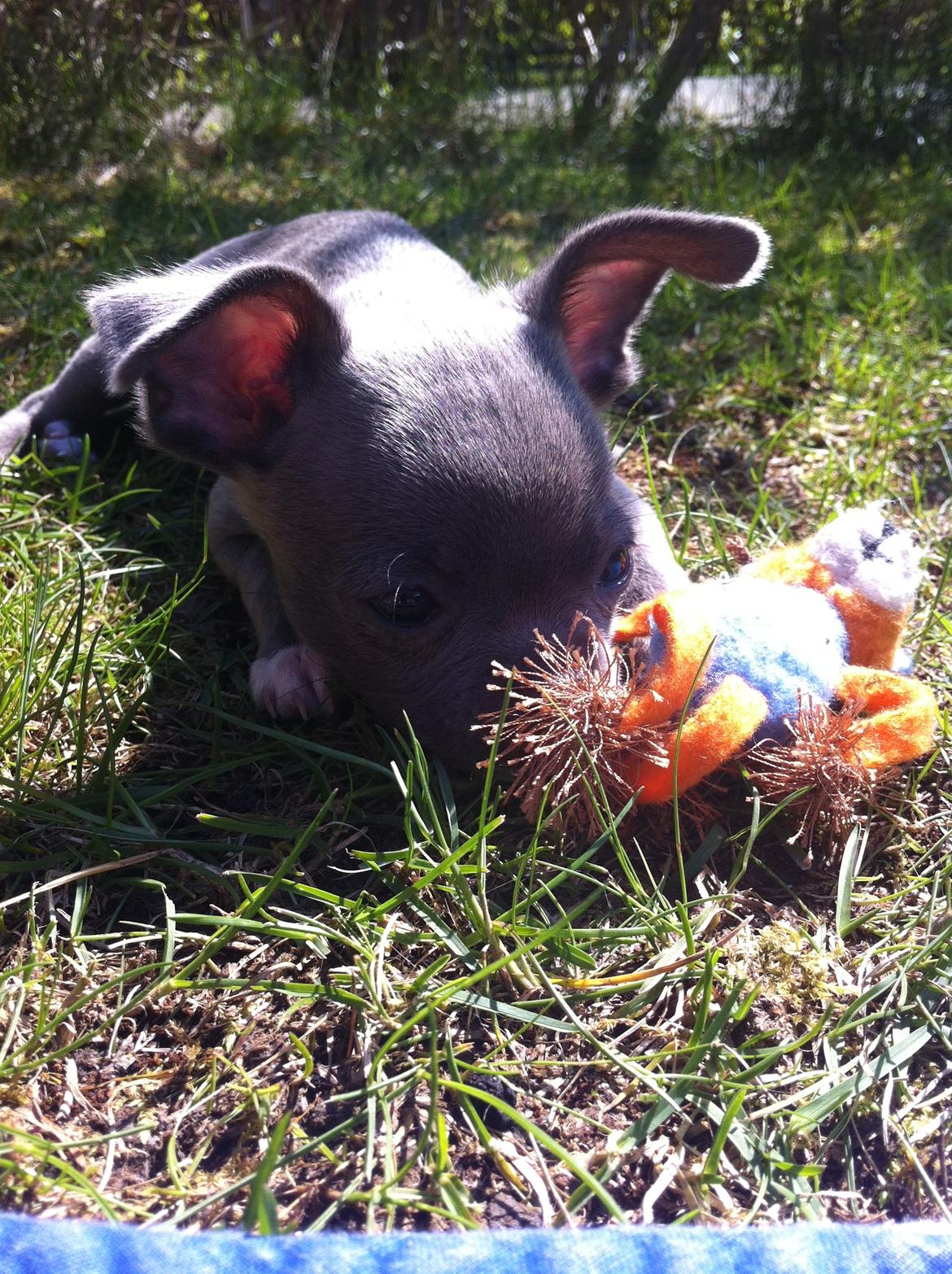 Blanding af racer STORM P - Bamse! billede 11