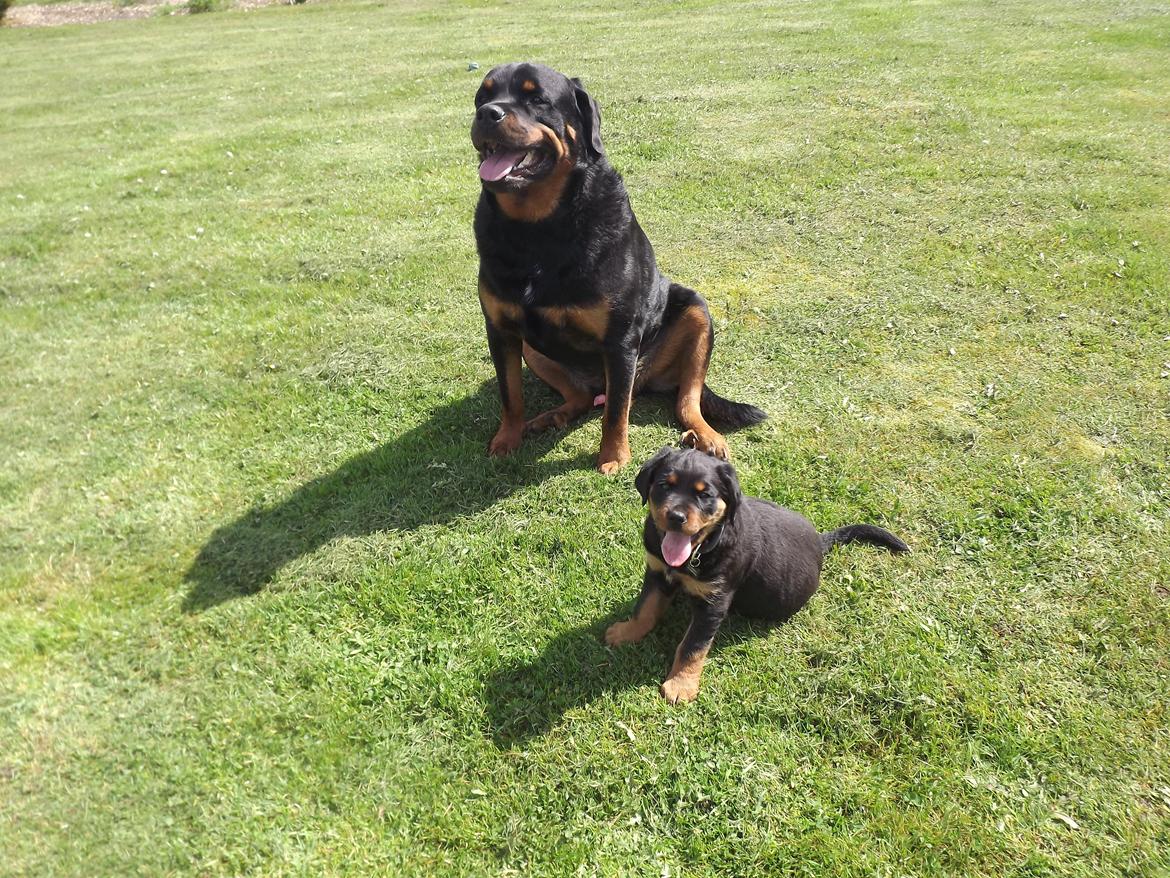 Rottweiler Diesel - Fine drenge ;-) billede 1