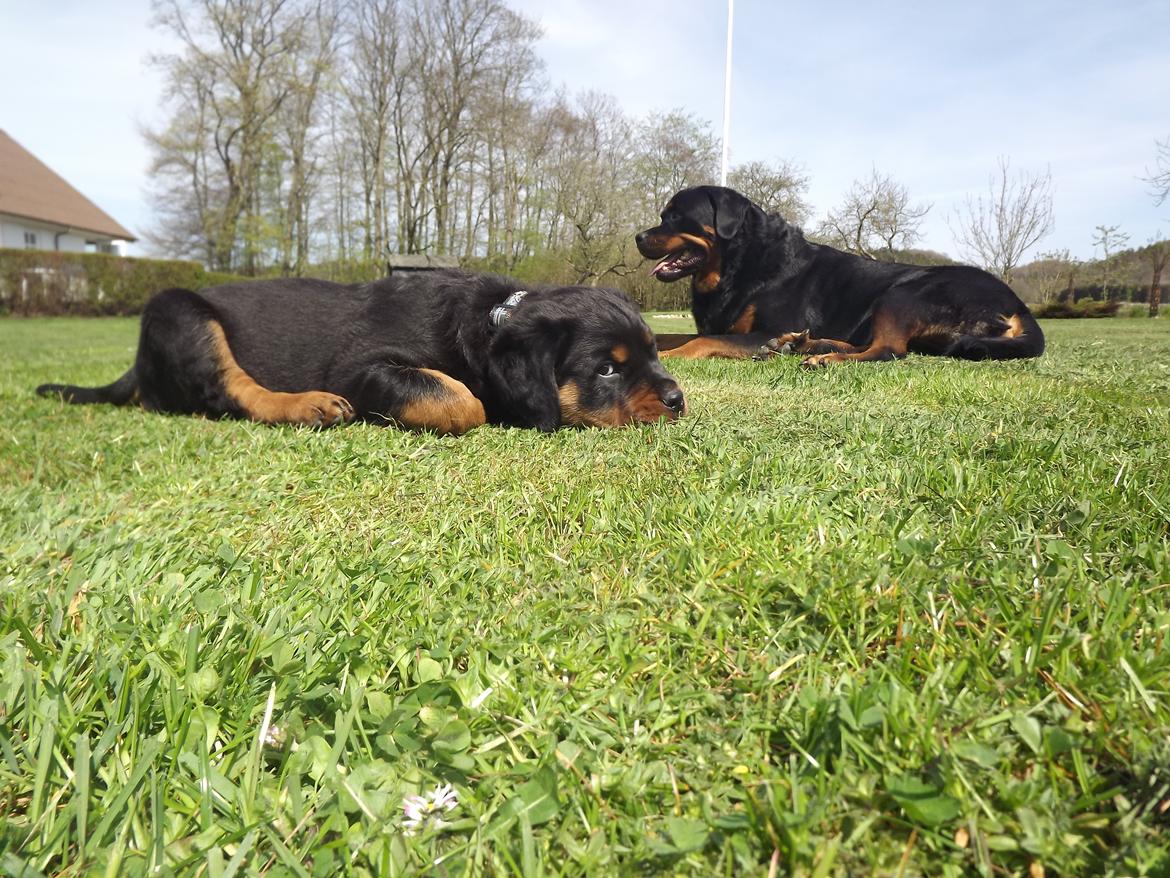 Rottweiler Diesel billede 2