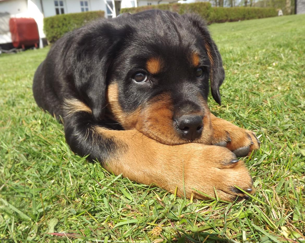 Rottweiler Diesel billede 3
