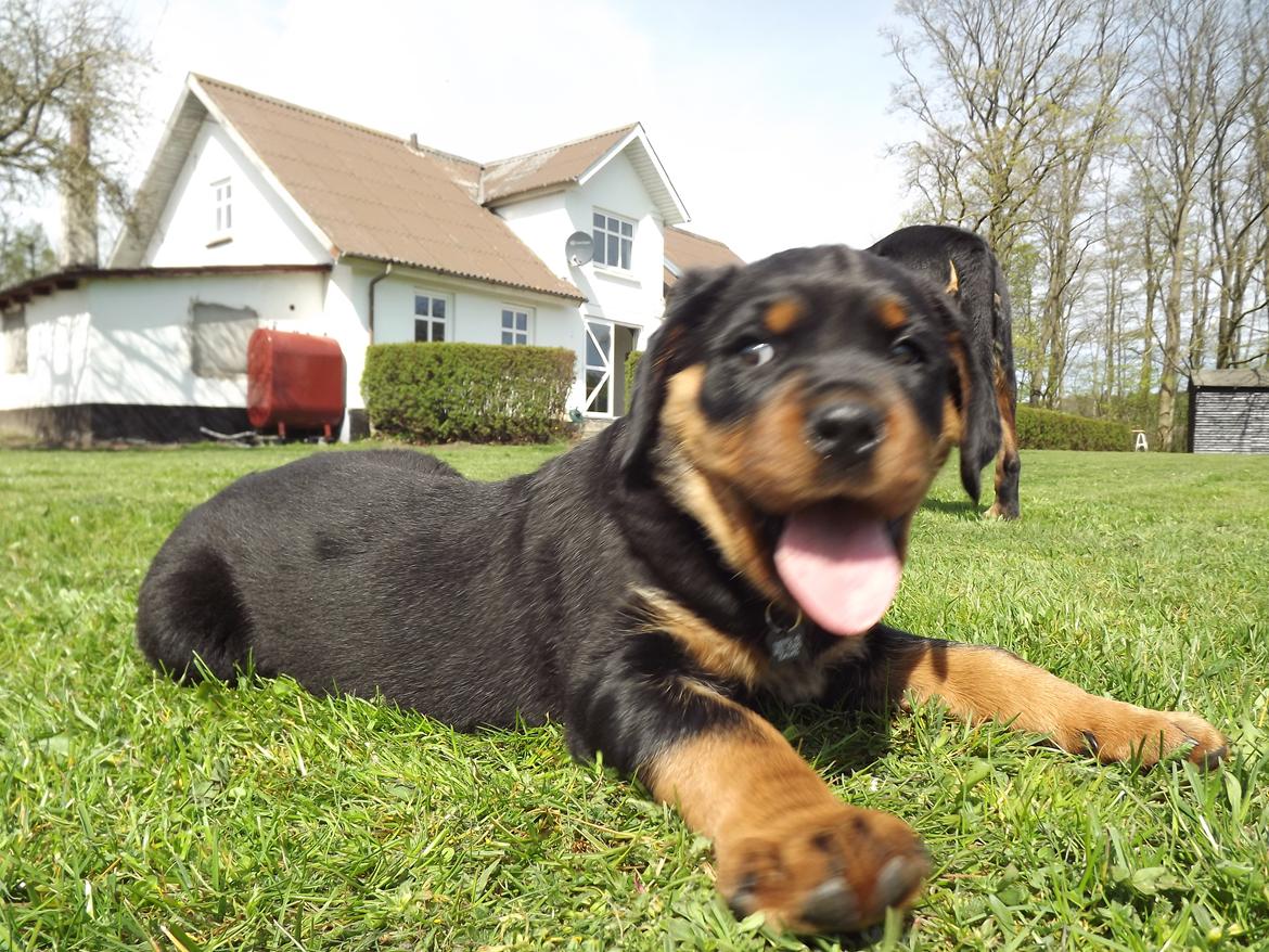 Rottweiler Diesel billede 4