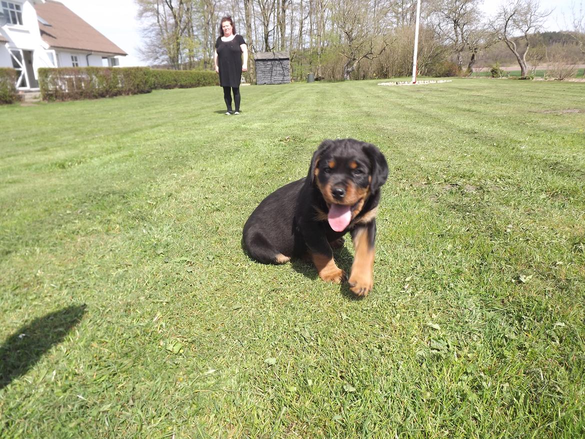 Rottweiler Diesel billede 5