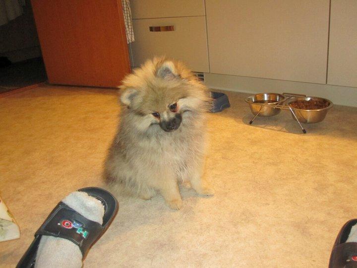 Pomeranian Prins Elvis billede 1