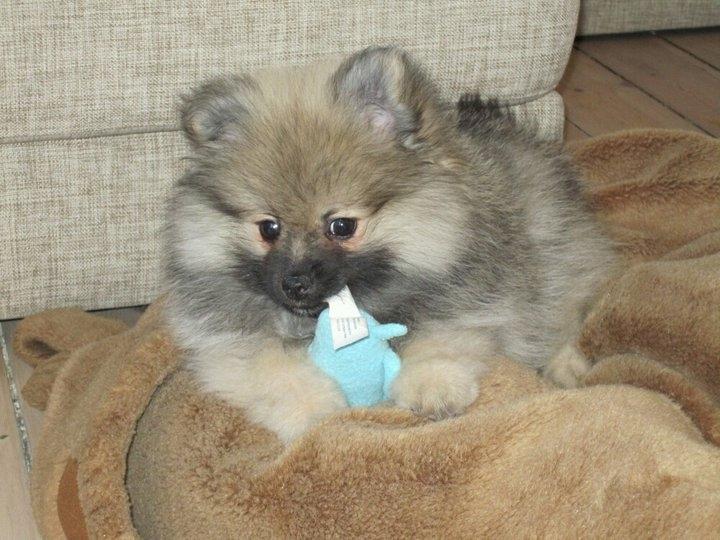 Pomeranian Prins Elvis billede 2