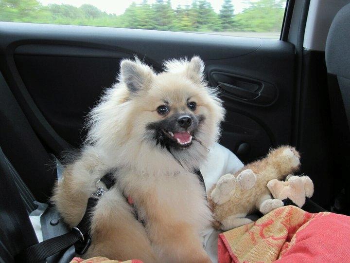 Pomeranian Prins Elvis billede 3