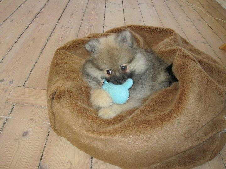 Pomeranian Prins Elvis billede 4