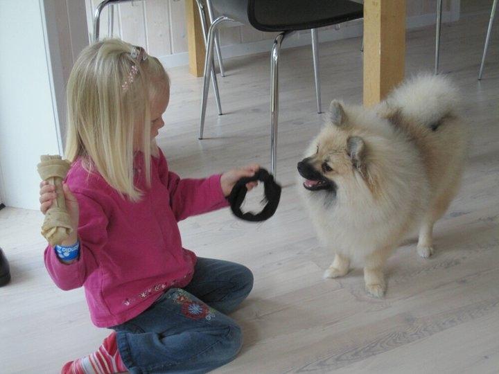 Pomeranian Prins Elvis billede 5