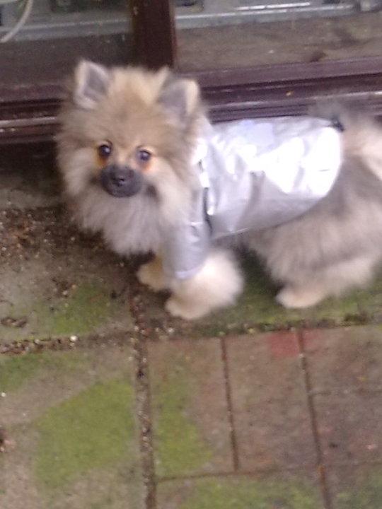 Pomeranian Prins Elvis billede 6