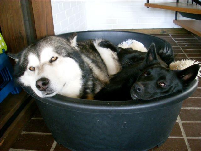 Norsk buhund Ragnhild  "Rally" - Rally snart 10 mdr. og 17 kg - men der stadig plads til begge... billede 20